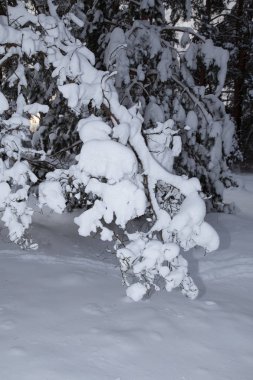 Soğuk Rus kar kış