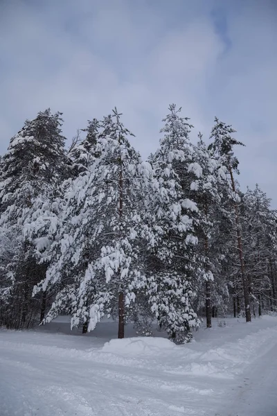 ฤดูหนาวหิมะรัสเซียเย็น — ภาพถ่ายสต็อก