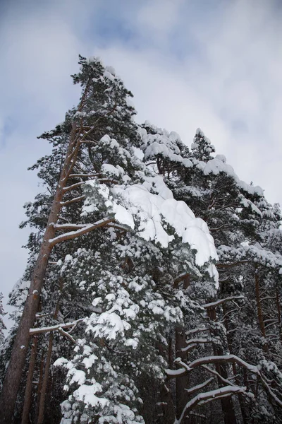 Freddo inverno neve russa — Foto Stock