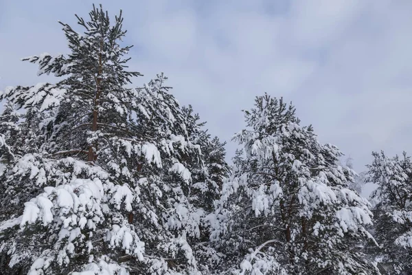 Kalter russischer Schnee Winter — Stockfoto
