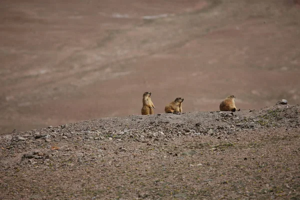Gopher african kecil hewan mamalia — Stok Foto