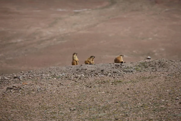 Petit mammifère africain Gopher — Photo