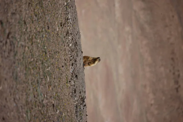 Gopher małych ssaków afrykańskich zwierząt — Zdjęcie stockowe