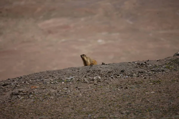Zvíře malé africké savce gopher — Stock fotografie