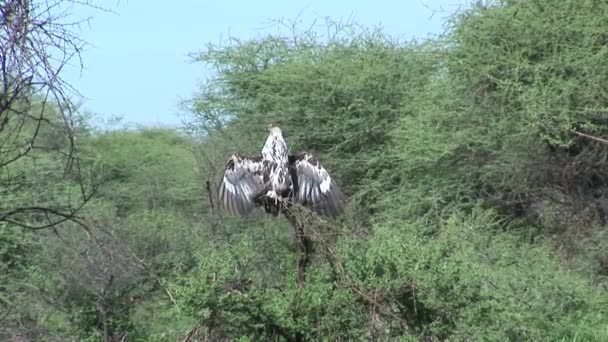 Águila pájaro en árbol america savannah usa — Vídeo de stock