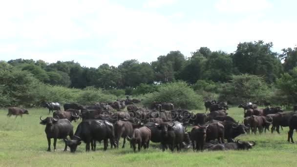 A kenyai afrikai szavanna afrikai vadon élő Buffalo — Stock videók