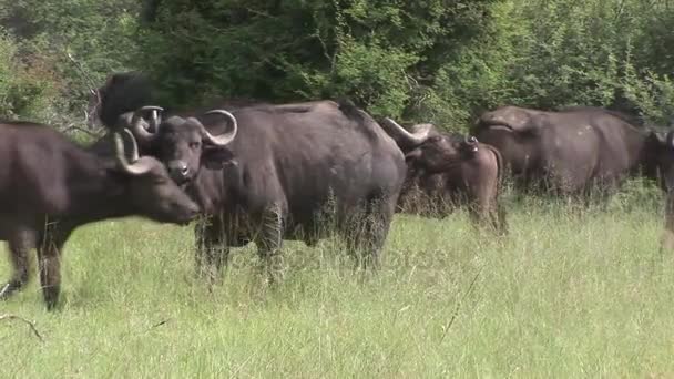 在非洲肯尼亚大草原非洲野生水牛 — 图库视频影像