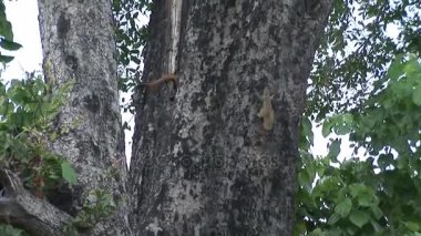 Vahşi yılan ağaç Afrika savana Kenya