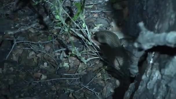 야생 뱀 나무 아프리카 사바나 케냐 — 비디오