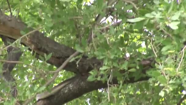 Árbol de serpiente salvaje Africa savannah Kenya — Vídeo de stock