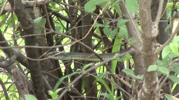 Wild snake tree Africa savannah Kenya — Stock Video