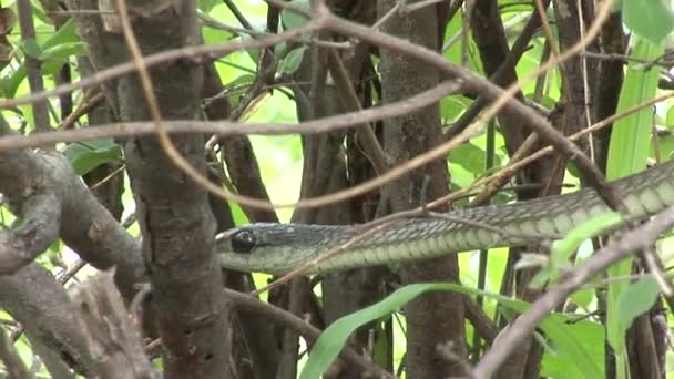 Dziki wąż drzewo Afryka jacktt Kenia — Wideo stockowe
