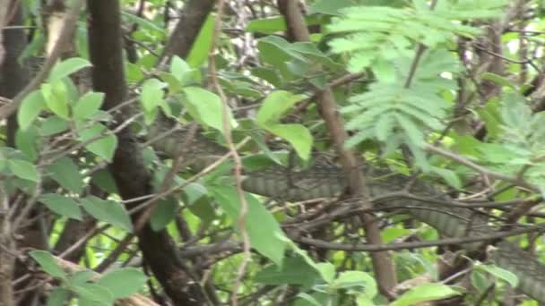 Wild snake tree Africa savannah Kenya — Stock Video