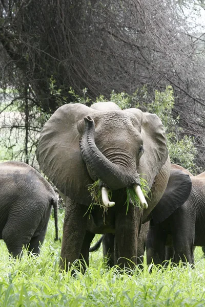 Wilde Elefanten (Elephantidae) in der afrikanischen Savanne von Botswana — Stockfoto