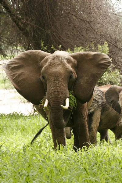 Wilde Elefanten (Elephantidae) in der afrikanischen Savanne von Botswana — Stockfoto