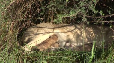 Memeli Afrika savana Kenya vahşi küçük aslan yeme anne sütü
