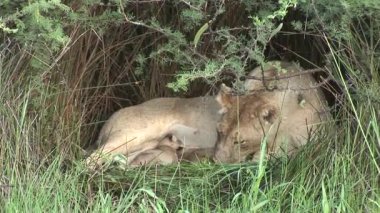 Memeli Afrika savana Kenya vahşi küçük aslan yeme anne sütü