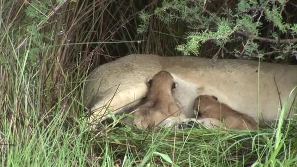 Wild Little Lion comendo mães leite mamífero África savana Quênia — Vídeo de Stock