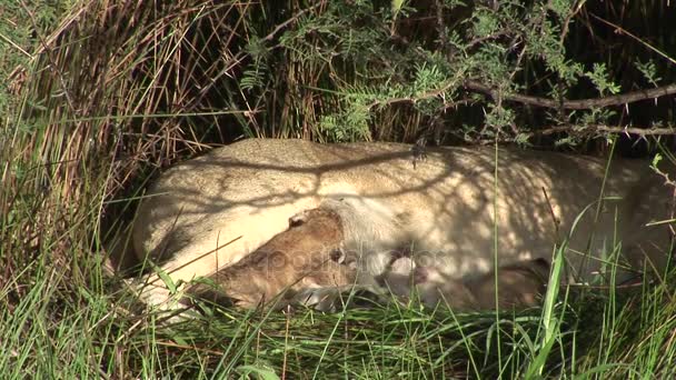 Wild Little Lion comer madres leche mamífero África sabana Kenya — Vídeos de Stock