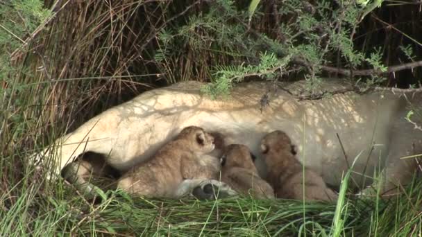 야생 작은 사자 먹는 어머니 우유 포유동물 아프리카 사바나 케냐 — 비디오