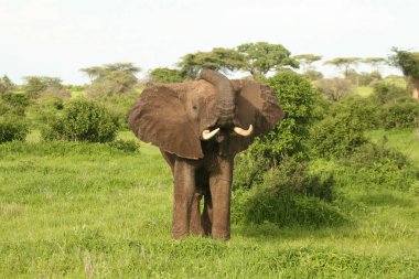 Afrika Botsvana savanındaki Vahşi Fil (Fil) 