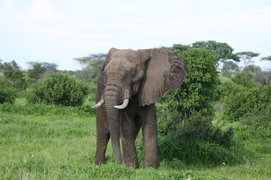 Afrika Botsvana savanındaki Vahşi Fil (Fil) 