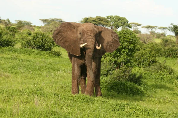 Elefante salvaje (Elephantidae) en la sabana africana de Botswana —  Fotos de Stock