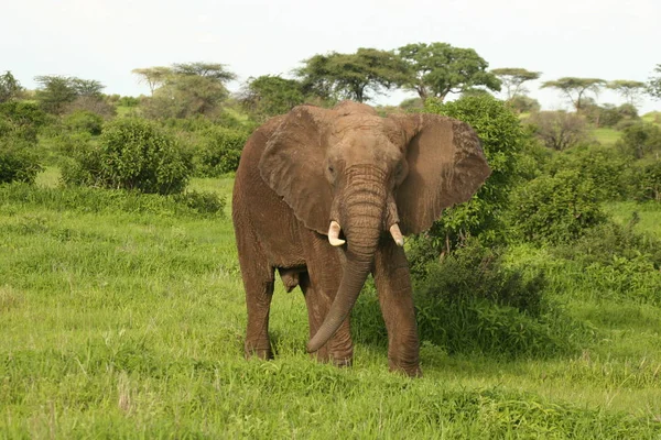 Elefante salvaje (Elephantidae) en la sabana africana de Botswana —  Fotos de Stock