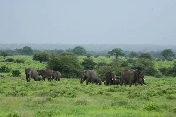 Wilde Elefanten (Elephantidae) in der afrikanischen Savanne von Botswana — Stockfoto