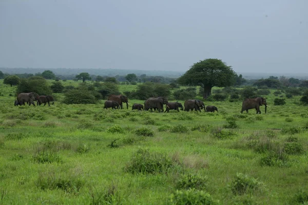 Wilde Elefanten (Elephantidae) in der afrikanischen Savanne von Botswana — Stockfoto