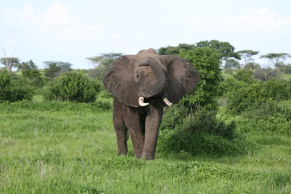 Elefante salvaje (Elephantidae) en la sabana africana de Botswana —  Fotos de Stock