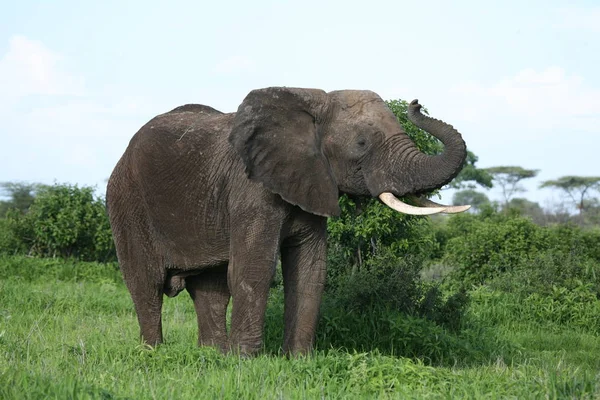 Дикий слон (Elephantidae) в африканській савані Ботсвана. — стокове фото