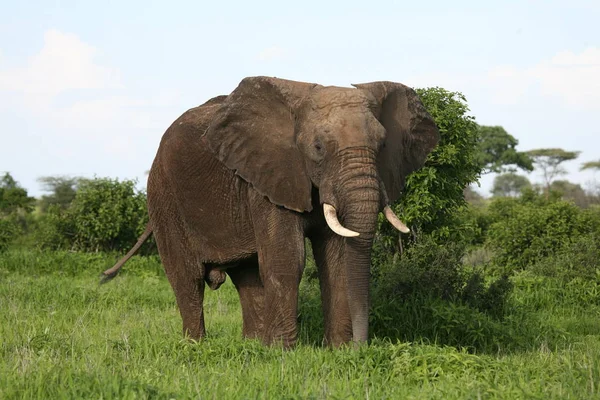 Elefante salvaje (Elephantidae) en la sabana africana de Botswana —  Fotos de Stock