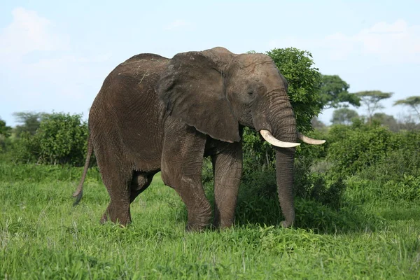 Éléphant sauvage (Elephantidae) dans la savane africaine du Botswana — Photo