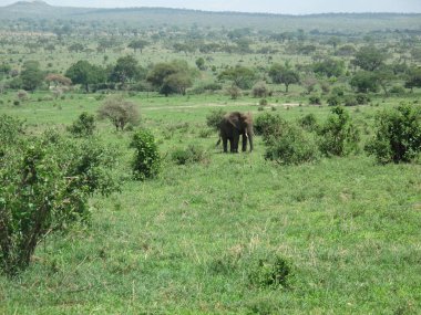 Afrika Botsvana savanındaki Vahşi Fil (Fil)
