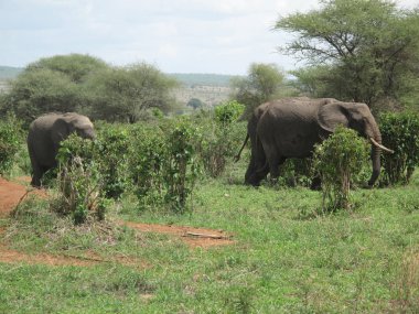 Afrika Botsvana savanındaki Vahşi Fil (Fil)