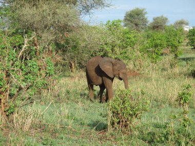 Afrika Botsvana savanındaki Vahşi Fil (Fil)