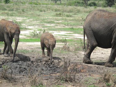 Afrika Botsvana savanındaki Vahşi Fil (Fil)