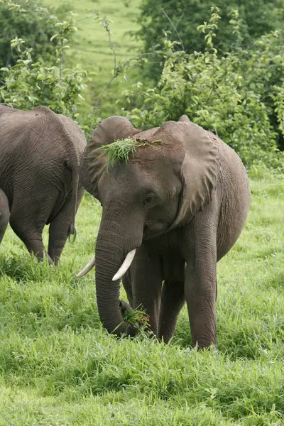 Wilde Elefanten (Elephantidae) in der afrikanischen Savanne von Botswana — Stockfoto