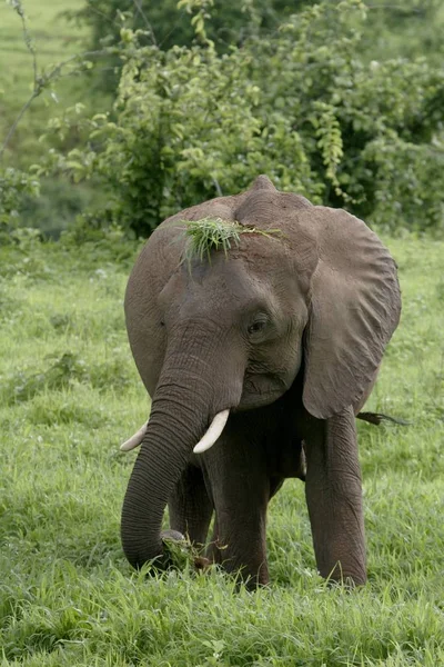 Wilde Elefanten (Elephantidae) in der afrikanischen Savanne von Botswana — Stockfoto