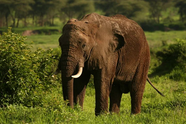Wilde Elefanten (Elephantidae) in der afrikanischen Savanne von Botswana — Stockfoto