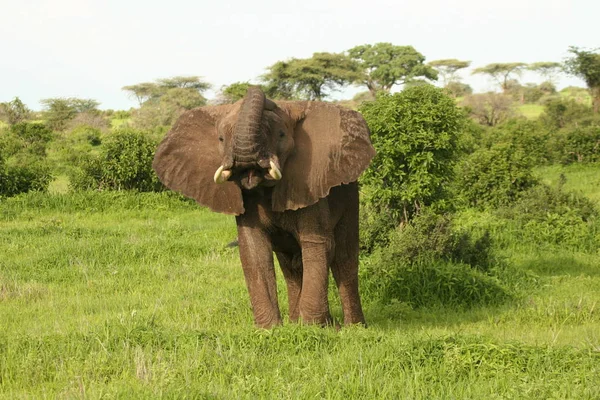 Elefante salvaje (Elephantidae) en la sabana africana de Botswana —  Fotos de Stock