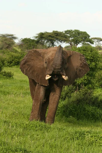 Wilde Elefanten (Elephantidae) in der afrikanischen Savanne von Botswana — Stockfoto