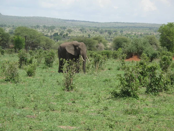 Wild Elephant (Elephantidae) in African Botswana savannah — Stock Photo, Image