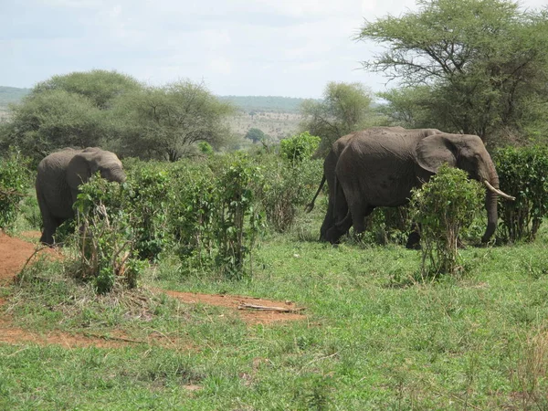 Afrika Botsvana savanındaki Vahşi Fil (Fil)