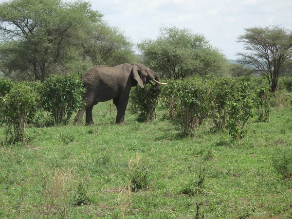 Elefante selvatico (Elephantidae) nella savana del Botswana africano — Foto Stock