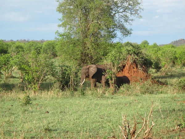 Afrika Botsvana savanındaki Vahşi Fil (Fil)