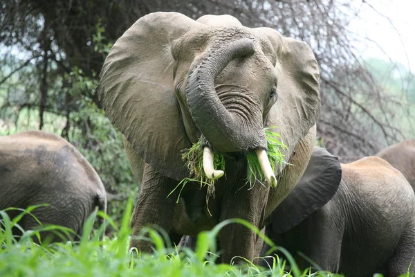 Wilde Elefanten (Elephantidae) in der afrikanischen Savanne von Botswana — Stockfoto