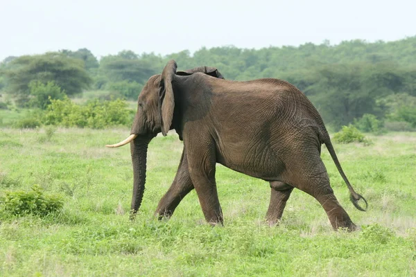 Éléphant sauvage (Elephantidae) dans la savane africaine du Botswana — Photo