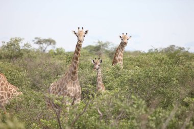 Vahşi zürafa memeli Afrika savana Kenya (zürafa zürafa)